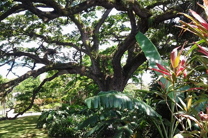 Best of St. Kitts Highlight Tour. - What the Guides Add to the Morning