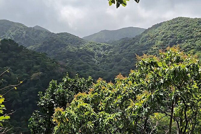 Half-Day St. Kitts Rainforest Hike - Why this rainforest hike feels different