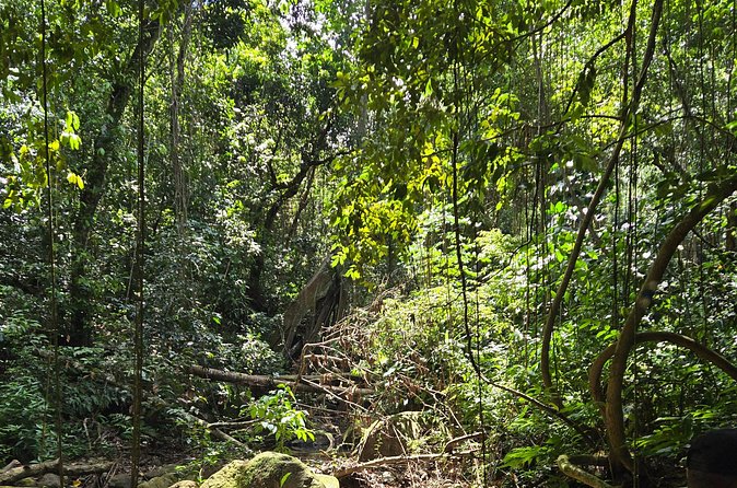 Half-Day St. Kitts Rainforest Hike - Plants, medicinal trees and the island story