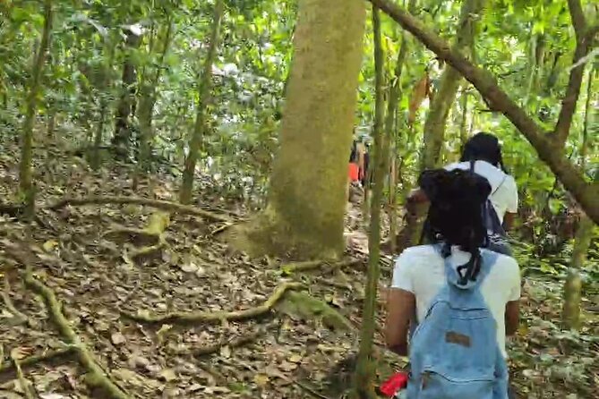 Half-Day St. Kitts Rainforest Hike - Waterfalls, views and chances to see wildlife