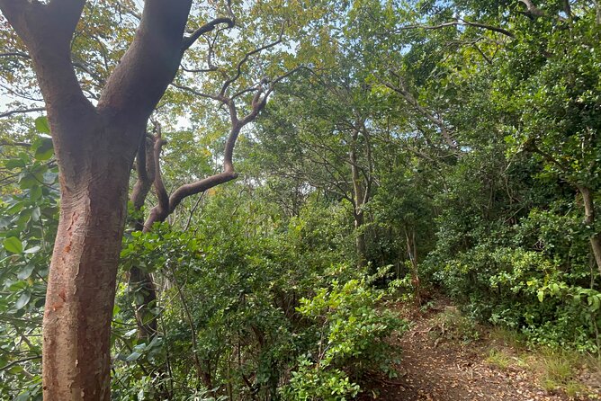 Hike St Kitts: Wingfield Rainforest and Romney Experience - From Basseterre to the Central Forest Reserve