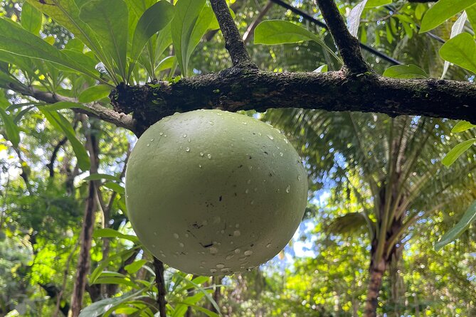 Hike St Kitts: Wingfield Rainforest and Romney Experience - What $85 really buys you