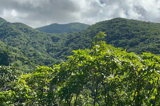 Hike St Kitts: Wingfield Rainforest and Romney Experience - Who should book this hike