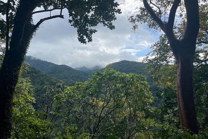 Hike St Kitts: Wingfield Rainforest and Romney Experience - Walking beneath St. Kitts’ giant trees