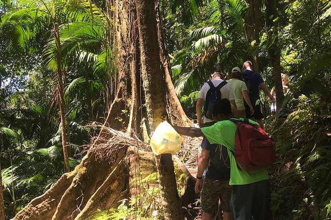 Hiking Mount Liamuiga Volcano in St Kitts - The guides can shape the whole day