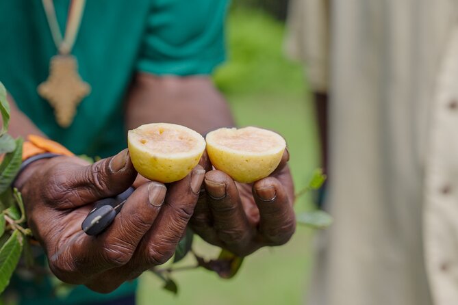 Liamuiga Natural Farm Tour - St.Kitts' Coffee Farm - Meeting Thime and hearing the farm’s stories