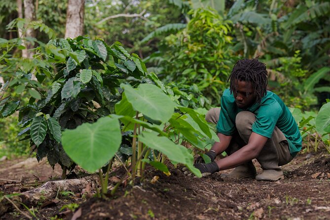 Liamuiga Natural Farm Tour - St.Kitts' Coffee Farm - Is $161 a fair price?