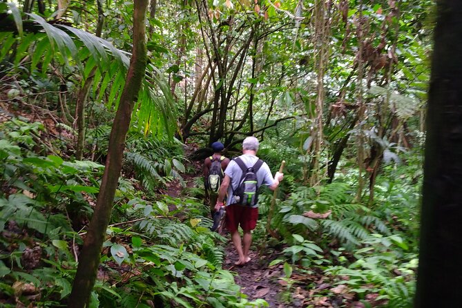 Mindfulness Rainforest Hike, Forest Bathing, Volcanic Hot Springs - Walking the rainforest at a mindful pace