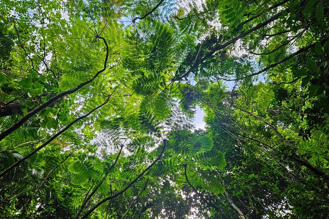 Mindfulness Rainforest Hike, Forest Bathing, Volcanic Hot Springs - What the small group changes