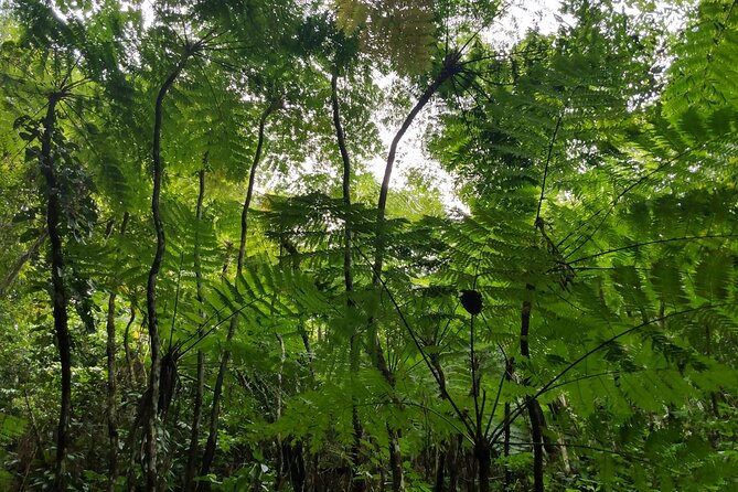 Mindfulness Rainforest Hike, Forest Bathing, Volcanic Hot Springs - What to wear and carry