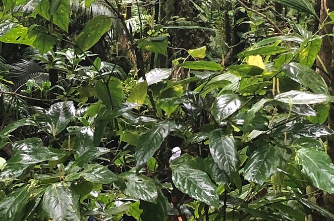 Mount Liamuiga Volcano Tours - Who will enjoy Mount Liamuiga most?