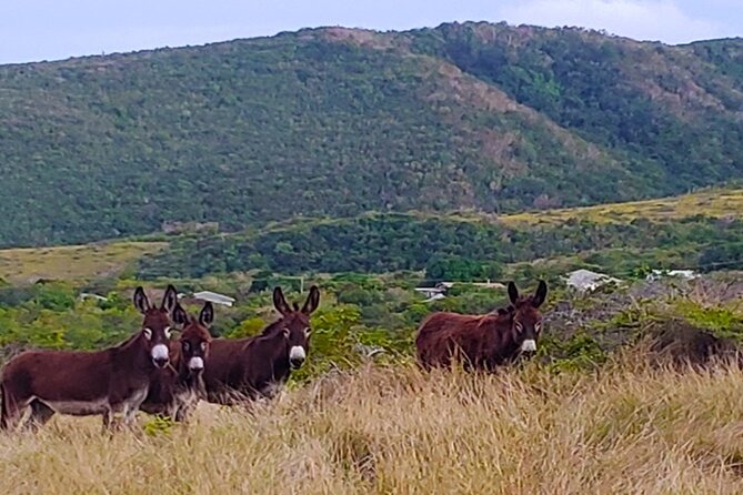 Nevis Historical Walking Tour - Museum of Nevis History: a logical finish by the ferry