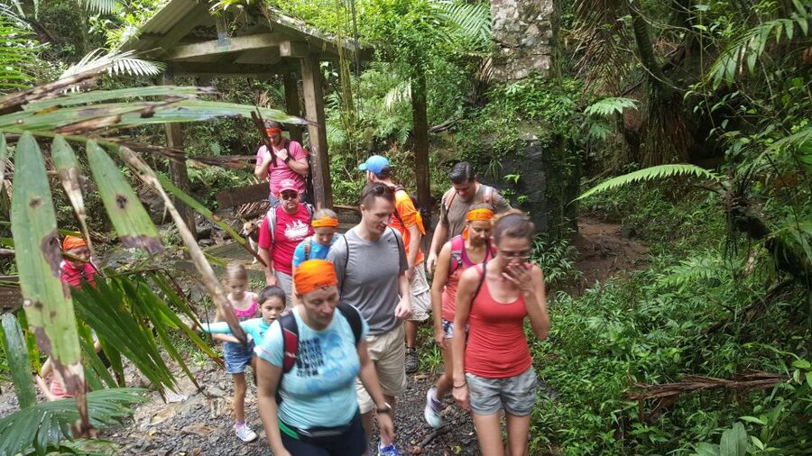 Rainforest Adventure - Under the tropical canopy beside Wingfield River