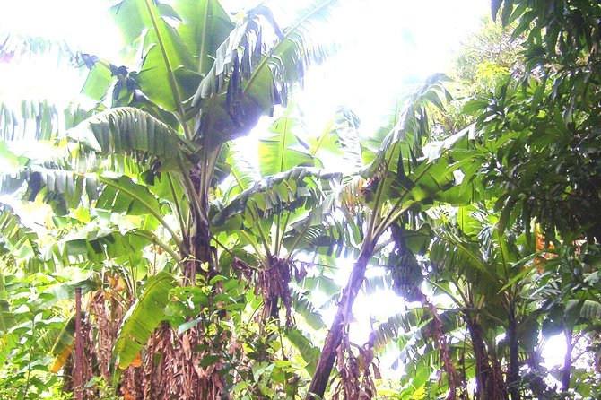 St Kitts Half-Day Rainforest Tour - Looking for monkeys, birds, and useful plants