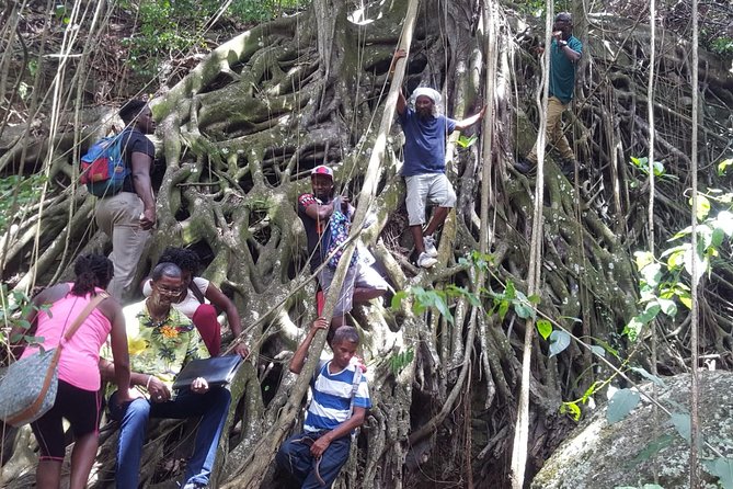 St Kitts Half-Day Rainforest Tour - Morning or afternoon: choosing the better departure
