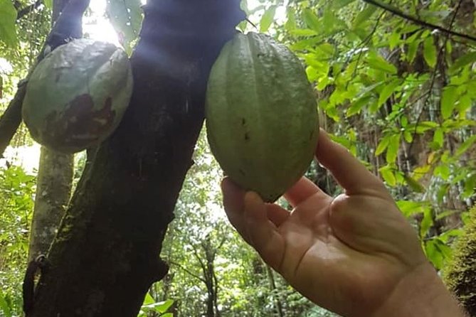 St. Kitts Half-Day Rainforest Tour - Romney Manor and the road into St. Kitts history