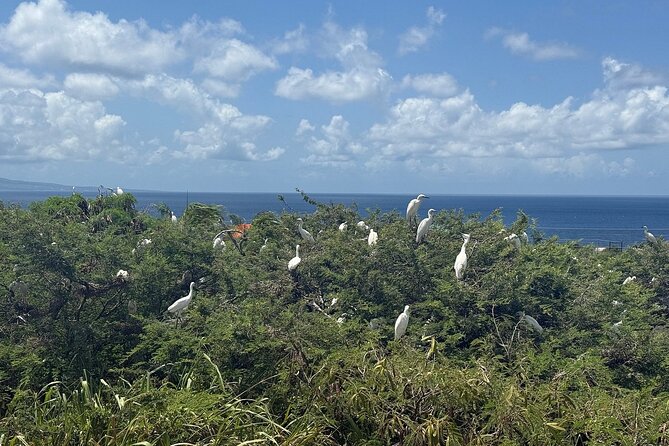 St. Kitts No Hustle No Hassle Private Tour with Don - Who will enjoy this St. Kitts tour most