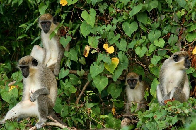 St. Kitts Rainforest Tour - Key points to know before you go