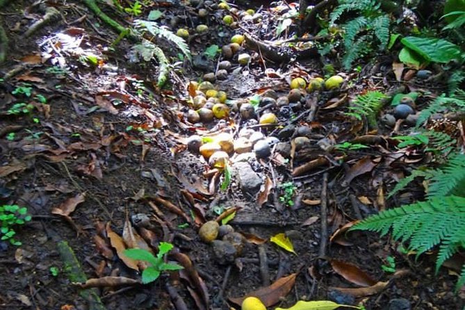 St. Kitts Rainforest Tour - Why this four-hour tour feels like more than a forest walk