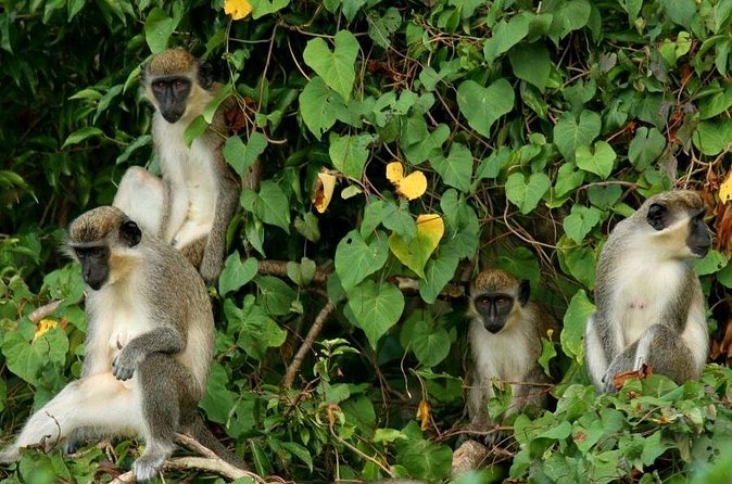 St. Kitts Rainforest Tour - Who will get the most from this St. Kitts outing?
