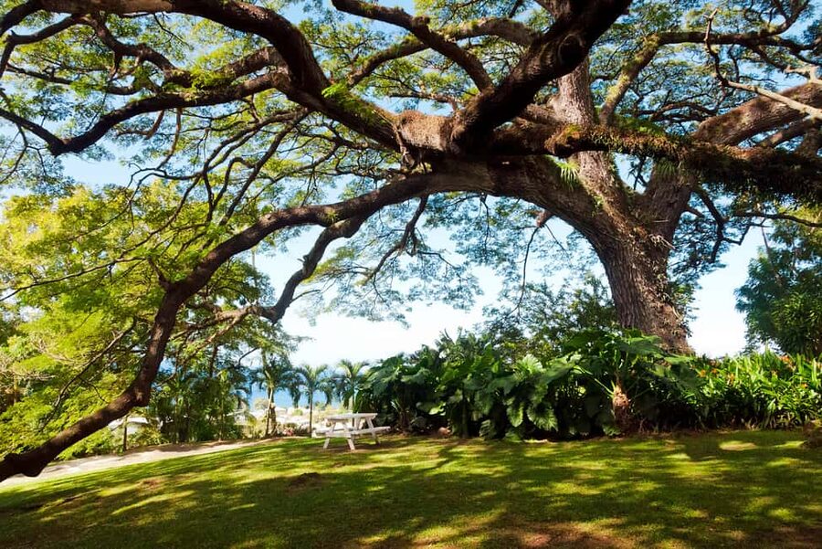 St. Kitts: Top Sights Guided Van or Open-Air Safari Tour - Why the guides make a difference