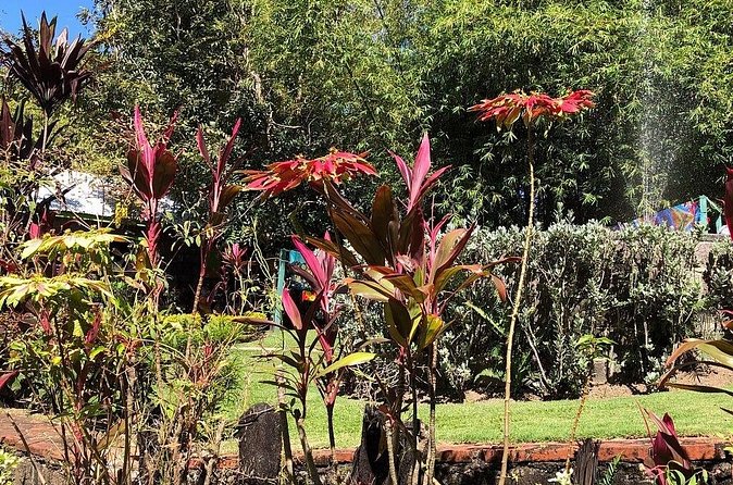 The Grand Tour of St. Kitts - Romney Manor and Caribelle Batik add gardens and craft