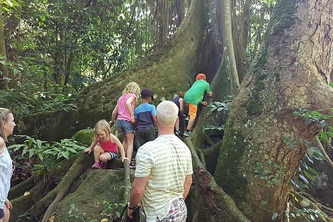 Tropical Rain Forest Explorer Hike In St. Kitts - The story of land once owned by free slaves