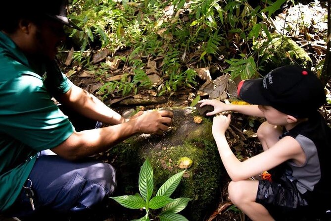 Tropical Rain Forest Explorer Hike In St. Kitts - Why $70 can be fair value