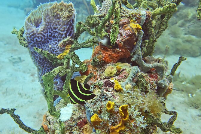 VIP Private Guided Scuba Diving/Snorkeling Excursion - Photos, snacks, and the practical comforts