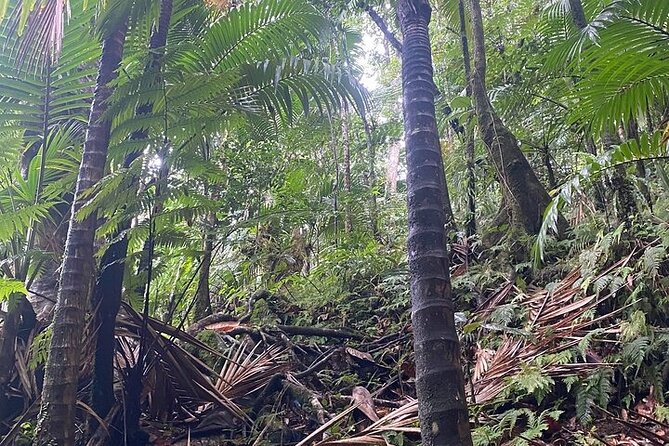 Wingfield Rainforest Adventure Hike and Caribelle Batik stop - Seeing St Kitts beyond the two main stops